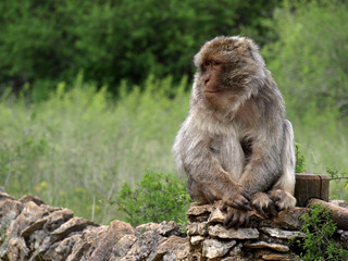 Macaque de Barbarie