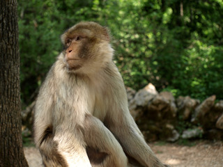 Macaque de Barbarie