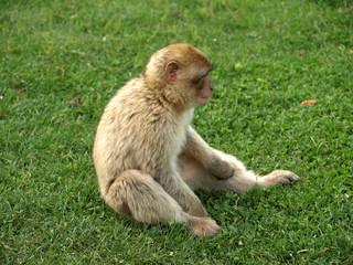 Macaque de Barbarie