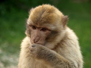Macaque de Barbarie