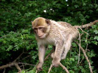 Macaque de Barbarie