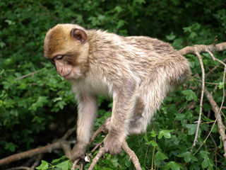Macaque de Barbarie