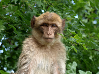 Fototapeta premium Macaque de Barbarie