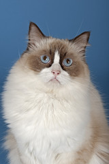 Ragdoll  Katze 12321