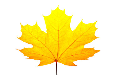 Naklejka na ściany i meble Fall maple leaves isolated on white