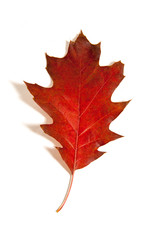 leaves in fall