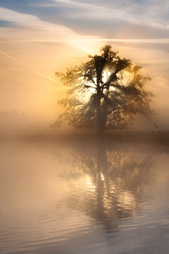 Sunrise oak