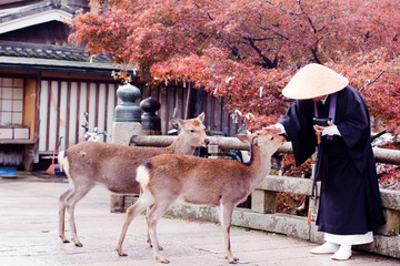 Buddhist monk and two deers - obrazy, fototapety, plakaty