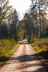 forest road on a sunny autumn day