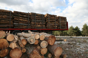 Sylviculture - Transport du bois - Stock de carbone