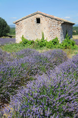 Stone hut on lavender field in Provence region, France