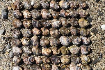 Schneckenhäuser, Arrangement, Maine, USA