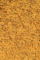 Rice seeds