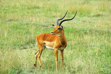 Fototapeta premium Impala antelope