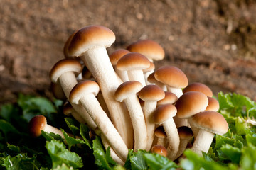 funghi chiodini pioppini