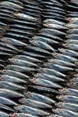 Smal dried fish on beach