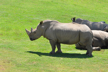Obraz premium Northern White Rhinoceros