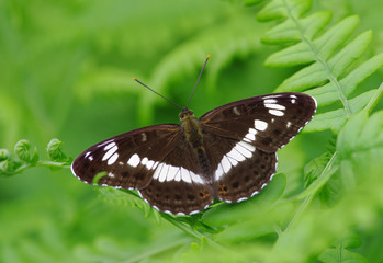 Butterfly Black and White