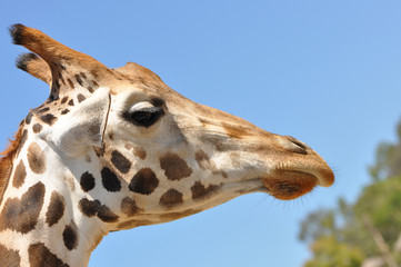 Giraffe Profile
