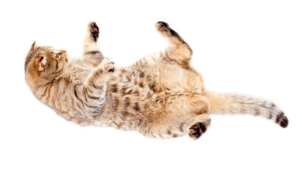 Fototapeta premium falling tabby-cat, isolated on white