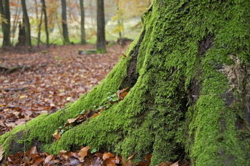 Bemooste Baumwurzel-Nahaufnahme