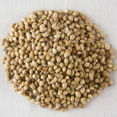 Coriander seeds on an isolated white background.