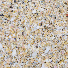 viele Muscheln
