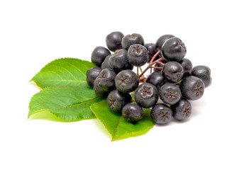 Aronia berries on a white background