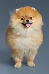 Portrait of pomeranian spitz