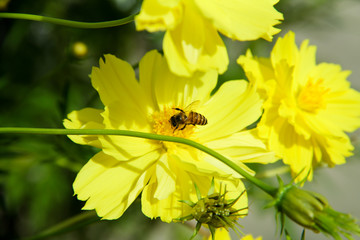 bee on a yellow flower