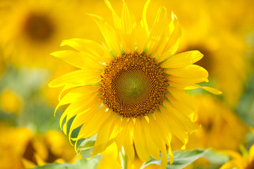 Sun flower