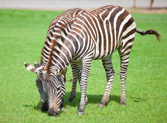 Fototapeta na wymiar Two zebras