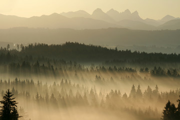 Morgennebel über dem Wald