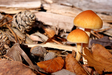 Ambiance d'Automne