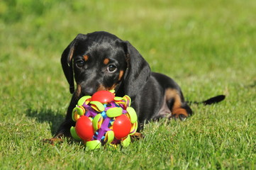 units dachshund playing with a ball,