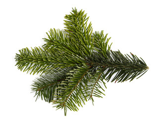 The green twig of the spruce