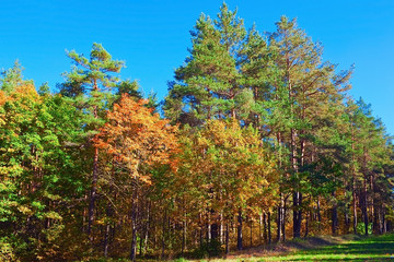 Obraz premium Forest