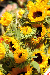 Sunflowers on sale in Las Ramblas street Barcelona city Cataloni