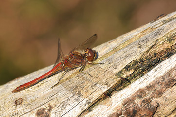 Rudy Darter dragonfly (male, Sympetrum sanguineum)