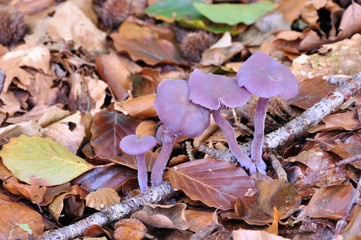 Amethyst Deceiver (Laccaria amethystina)