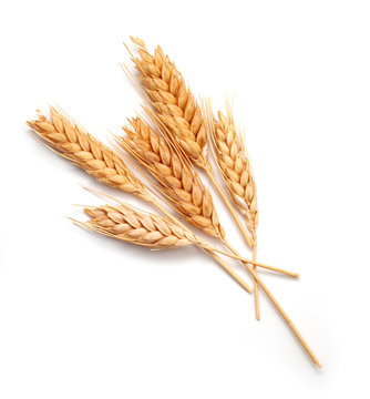 Wheat ears isolated
