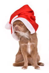 Dreaming Christmas dog wearing Santa hat