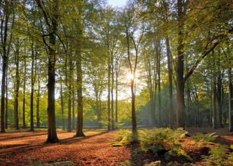 Autumn sun in forest (HDR)