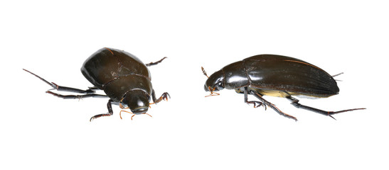 Water Beetle (Hydrophilus piceus) two positions isolated