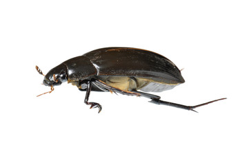 Great Water Beetle (Hydrophilus piceus) isolated