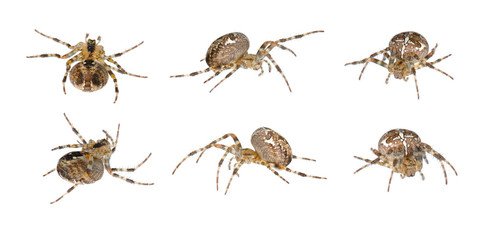 Cross Spider (Araneus diadematus) in six positions isolated