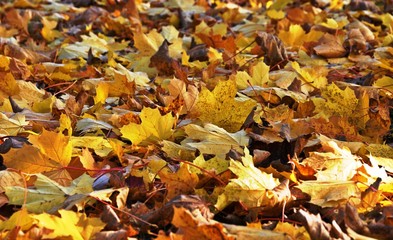 Autumn maple foliage