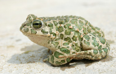 Big toad