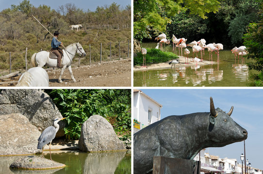 camargue