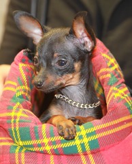 Chiot pincher